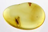 Detailed Fossil Biting Midge (Eohelea) in Baltic Amber - Rare! #292444-1